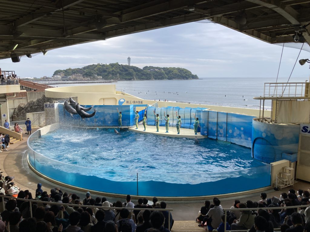 江の島「新江ノ島水族館」のイルカショー