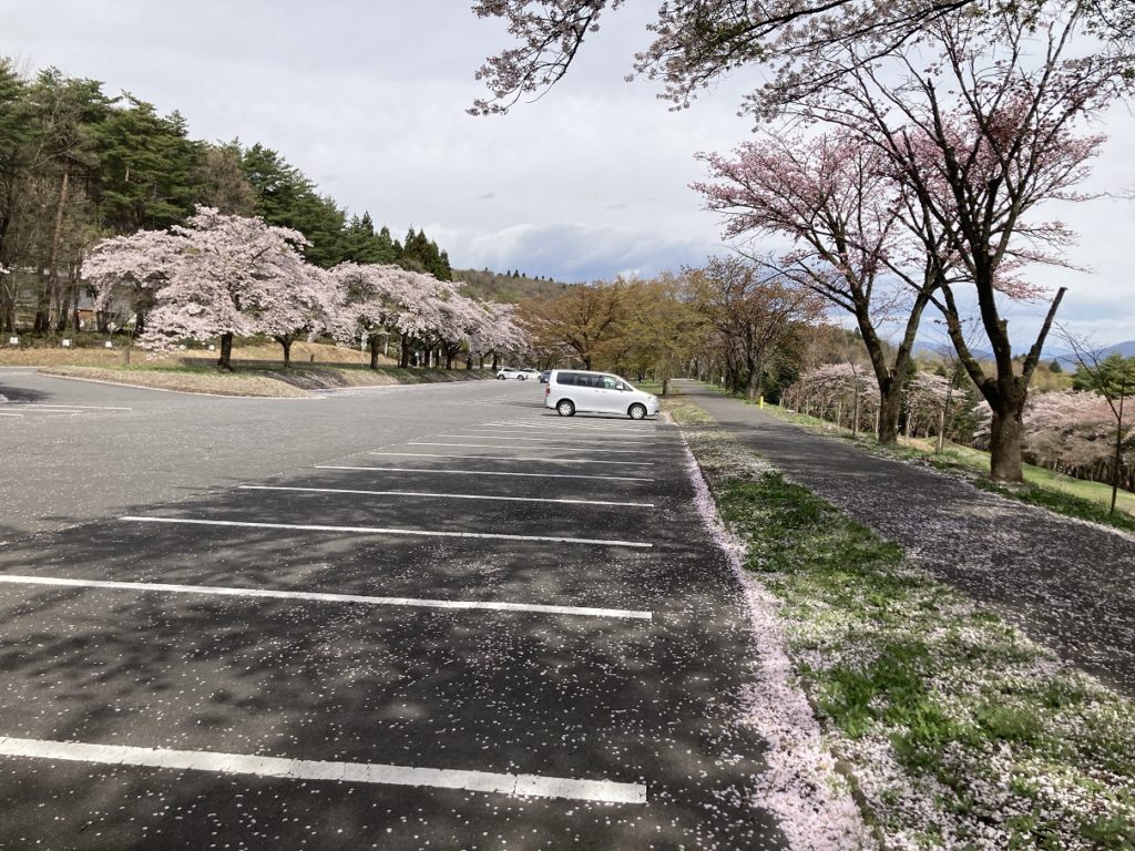 渋川市総合公園の駐車場の桜、花見