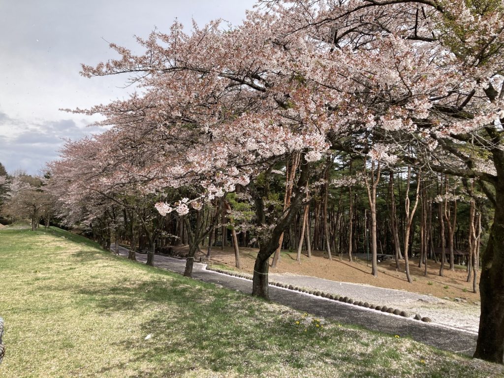 渋川市総合公園キャンプ場の駐車場からのキャンプ区画（道路挟んで平地が区画10，森林の奥に見えるが区画1と2）と花見
