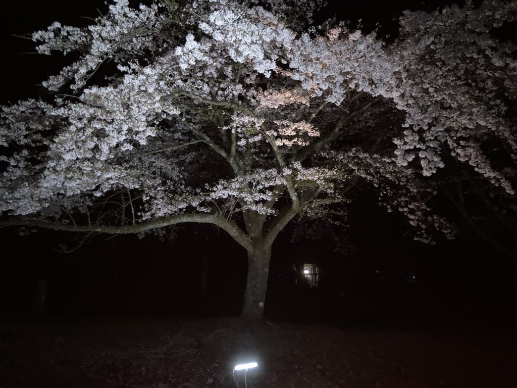 渋川市総合公園キャンプ場の夜桜、ライトアップで桜
