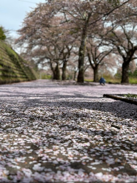 渋川市総合公園のレンガ通りの桜風景（道路一面にさくらの花びらが絨毯のように敷き詰められています）