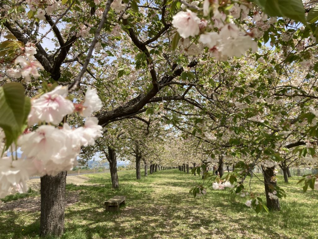 千曲川堤防の桜堤の桜