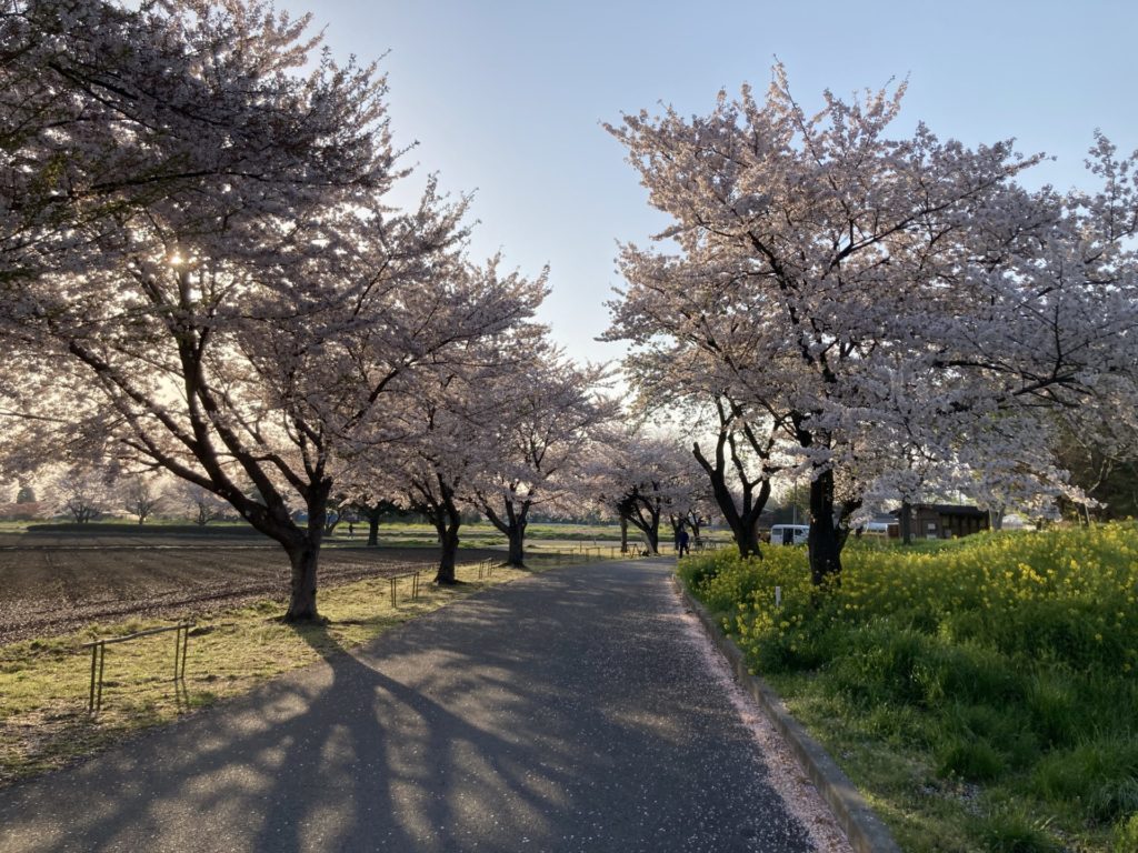 かんなの湯「神川ゆ～ゆ～ランド自由広場無料キャンプ場」トイレまでの道は桜が満開