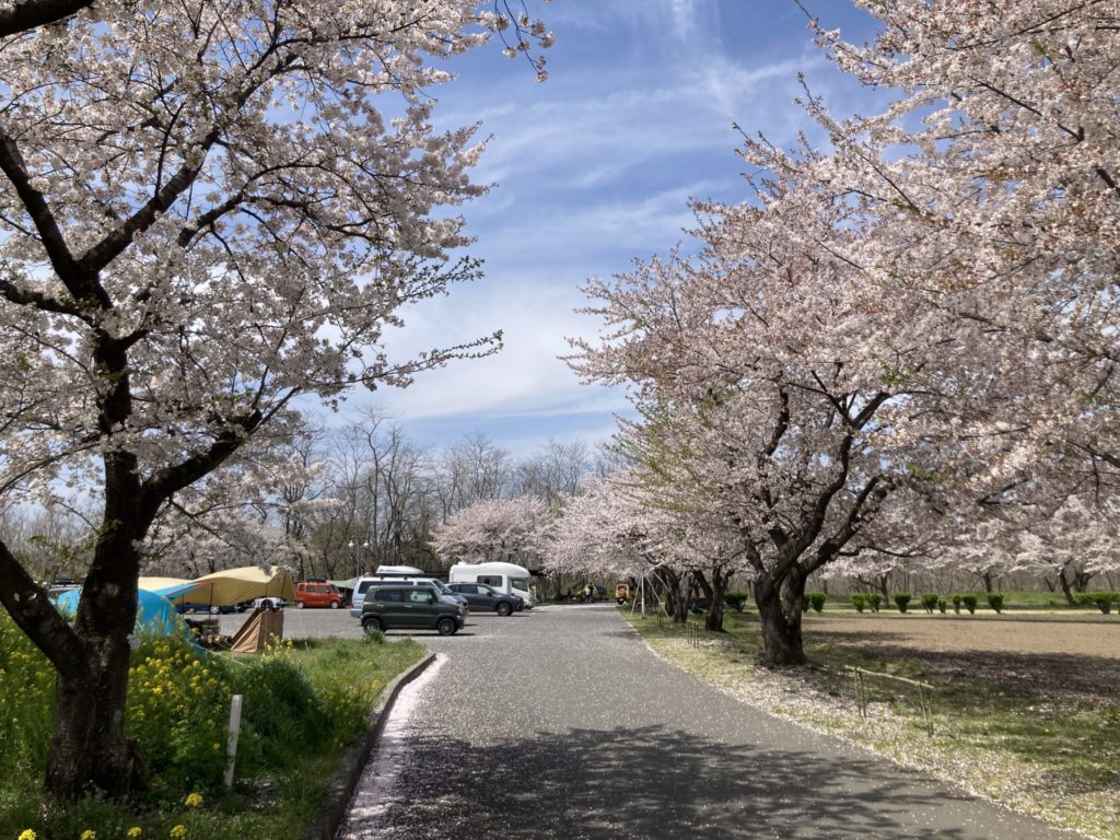 かんなの湯「神川ゆ～ゆ～ランド自由広場無料キャンプ場」無料キャンプ場の駐車場まで桜がきれい
