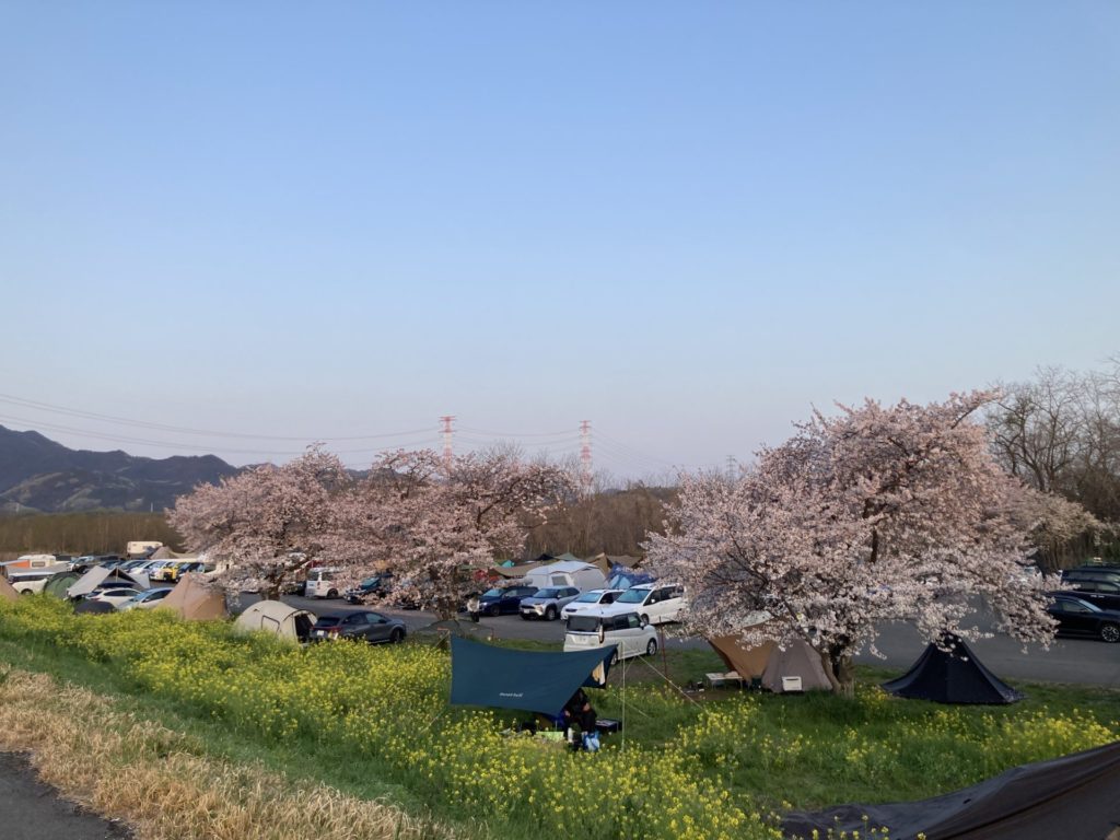 かんなの湯「神川ゆ～ゆ～ランド自由広場無料キャンプ場」の桜