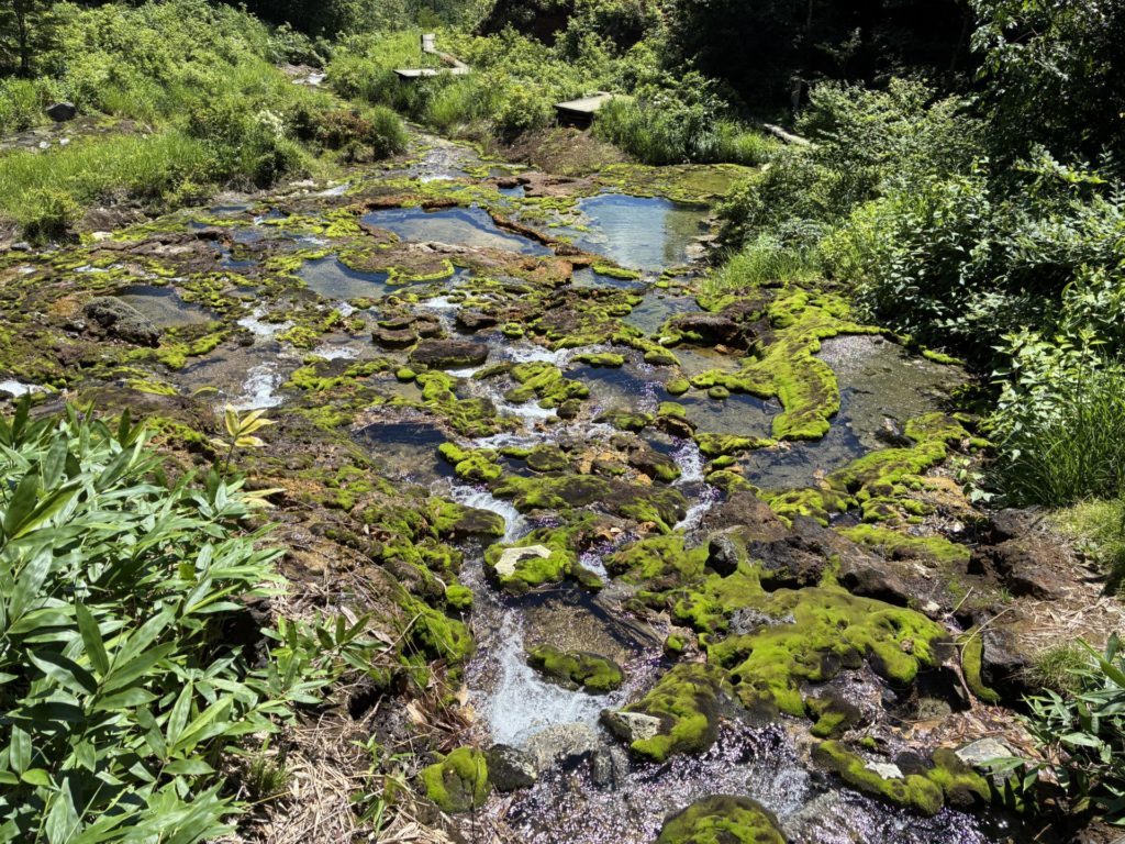 チャツボミゴケ公園