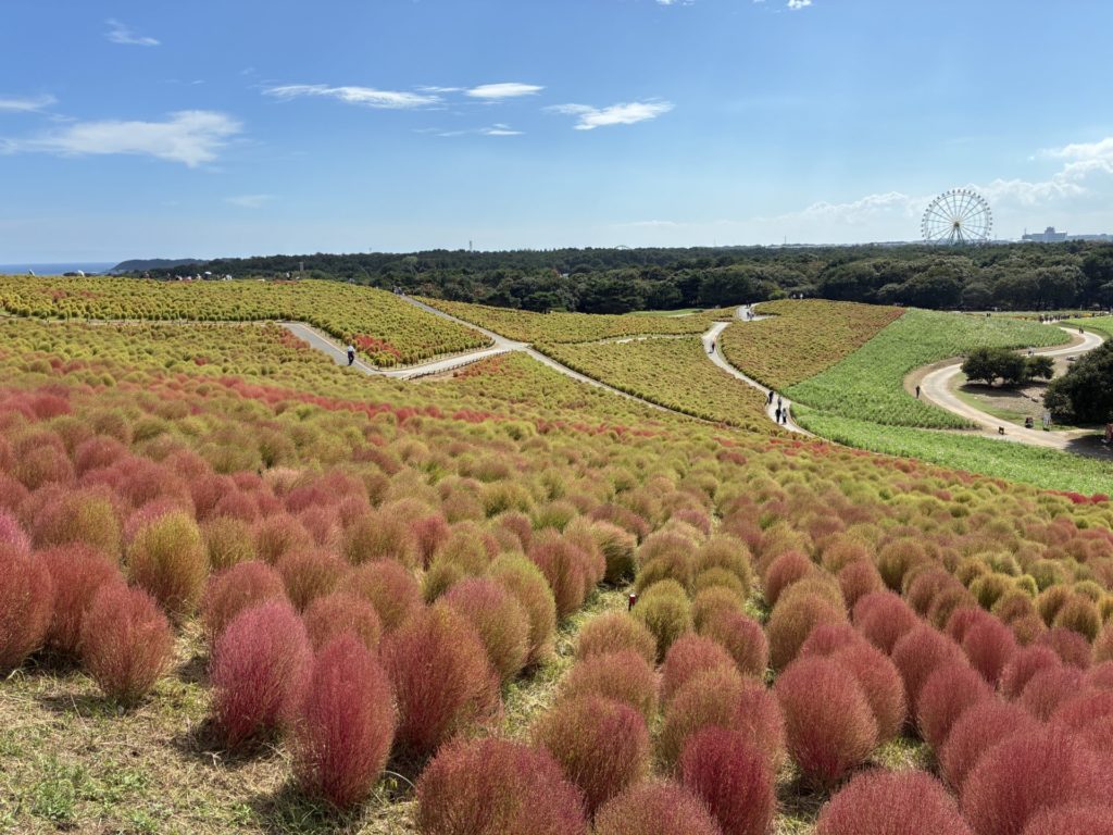 日立海浜公園のコキア