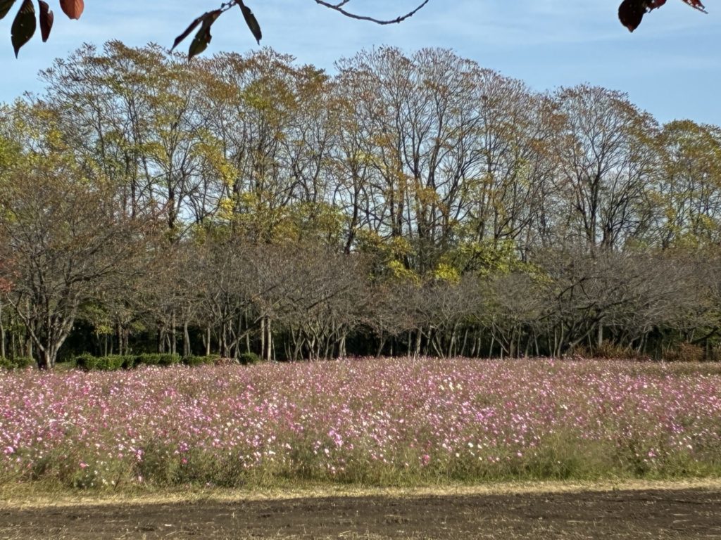 かんなの湯「神流川ゆ～ゆ～ランド自由広場無料キャンプ場」のコスモス　11月