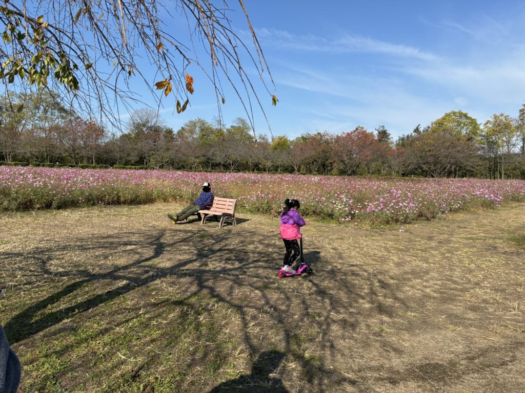 かんなの湯「神流川ゆ～ゆ～ランド自由広場無料キャンプ場」のコスモス　11月